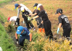 みんなで稲刈り